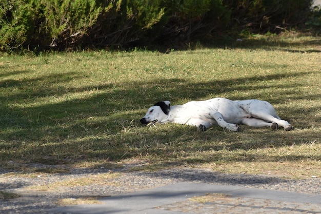 Een zwerfhond slaapt zorgeloos op het buitengazon. grote hond die in de zomer op het gazon rust