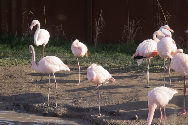 Een zwerm flamingo's die langs de oevers van een vijver in een dierenasiel lopen