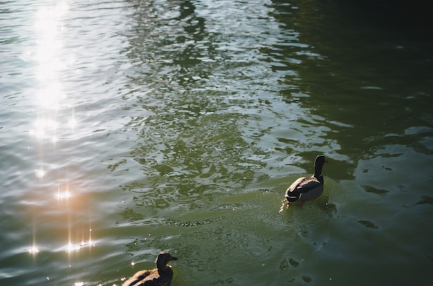 Gratis foto eend die in het water zwemt