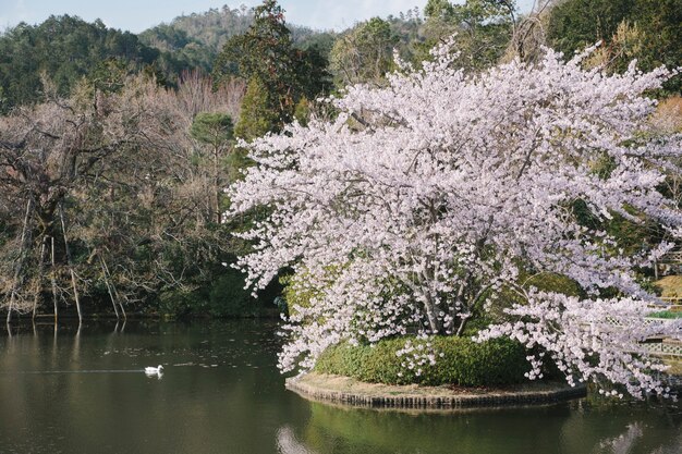 eend en grote sakura boom in het zwembad