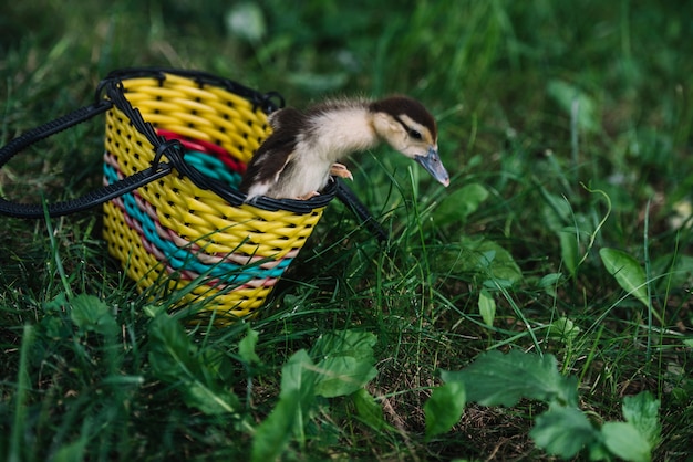 Gratis foto eendje die uit de gele mand op groen gras komen