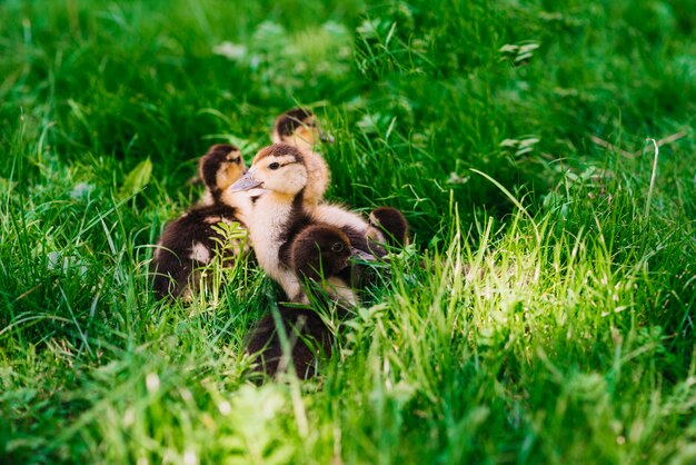 Eendjes in het groene gras