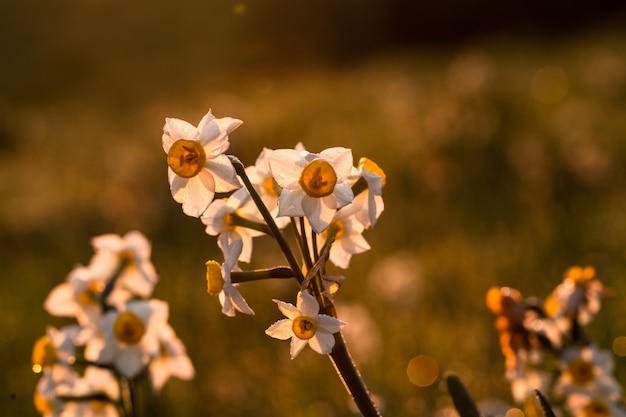 Eenstijlige meidoorn, Eenzaad meidoorn, Crataegus monogyna,