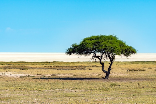 Eenzame acaciaboom (camelthorne) met blauwe hemelachtergrond in Etosha National Park, Namibië. Zuid-Afrika