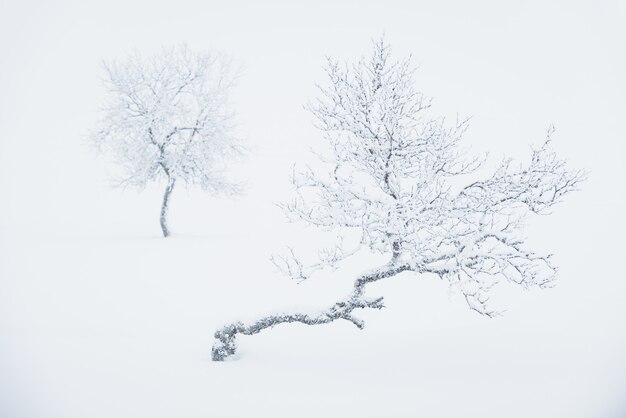Eenzame bomen bedekt met diepe sneeuw