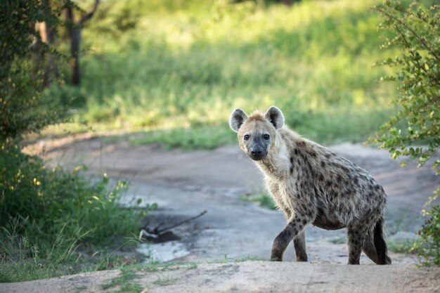 Eenzame hyena die op de weg loopt omringd door groen gras