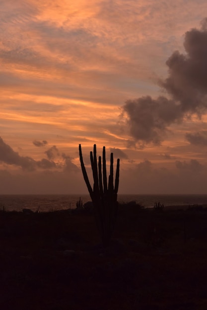 Eenzame silhouet groep cactus op Aruba bij zonsopgang.