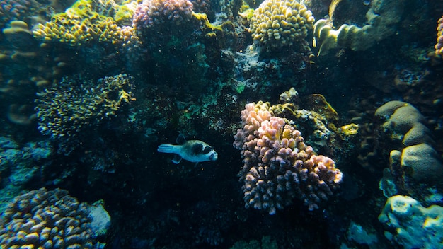 Egelvissen op de achtergrond van rode zeekoralen.