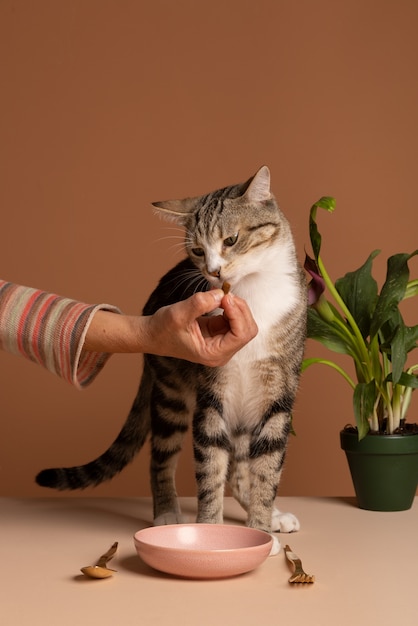 Gratis foto eigenaar geeft kat een traktatie