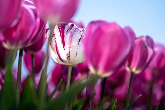 Eind april tot begin mei barsten de tulpenvelden in Nederland op kleurrijke wijze in volle bloei. Gelukkig zijn er honderden bloemenvelden verspreid over het Nederlandse platteland