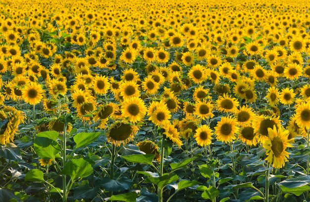 Eindeloze zonnebloem veld