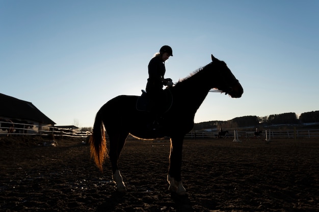 Gratis foto elegant paardsilhouet tegen dageraadhemel