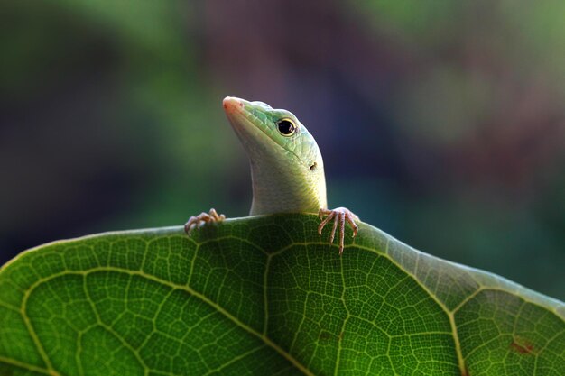 Emerald tree skink op droge bladeren reptiel close-up