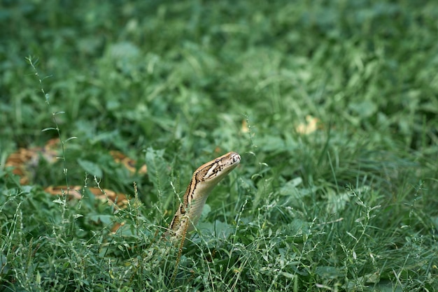 Gratis foto enge slang die in het groen kruipt