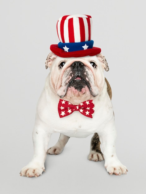 Engelse Bulldog uit de VS.