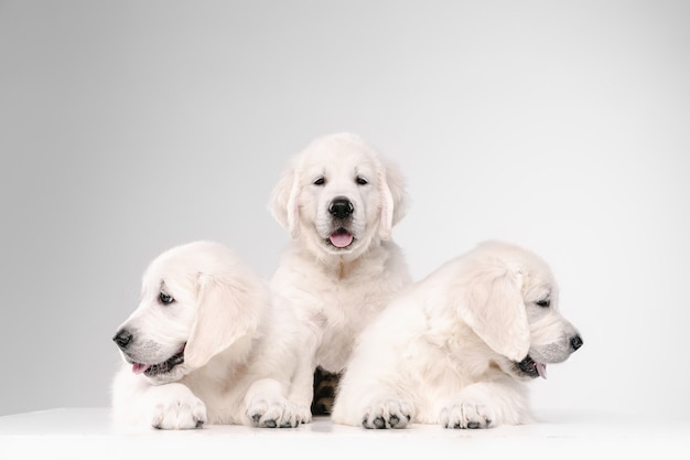 Gratis foto engelse cream golden retrievers poseren