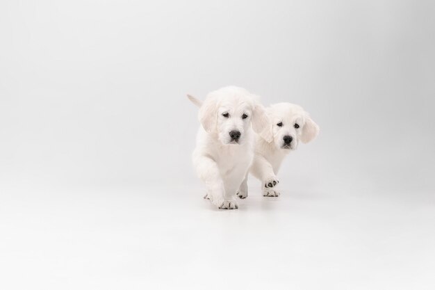 engelse crème golden retrievers geïsoleerd op een witte muur