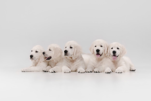 Gratis foto engelse crème golden retrievers geïsoleerd op een witte muur