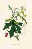 Gratis foto engelse mandrake (bryonia dioica) illustratie van medical botany (1836)