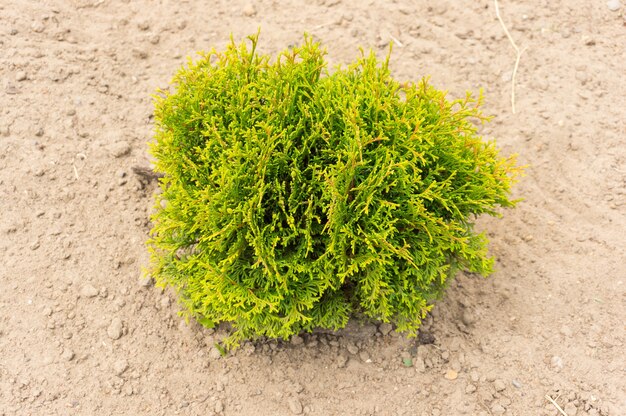 Enige groene struik op zanderige grond overdag