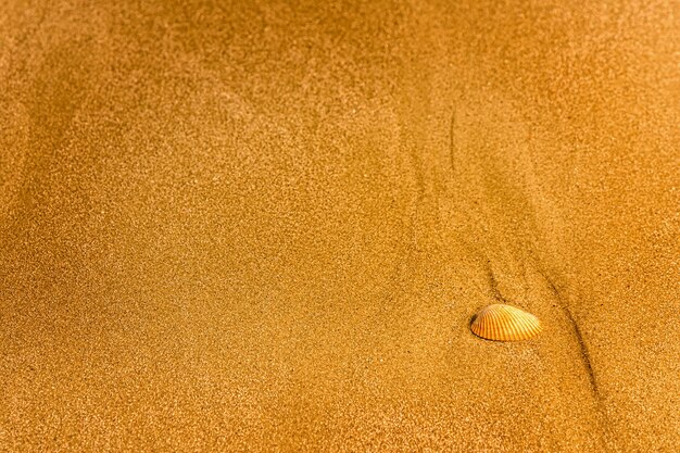 Enige shell op een zandige strandachtergrond