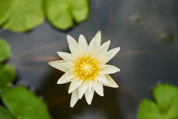 enkele bloem lente achtergronden buitentuin