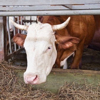 Enkele koe eet hooi in de stal. boerderijdieren. landbouwconcept.