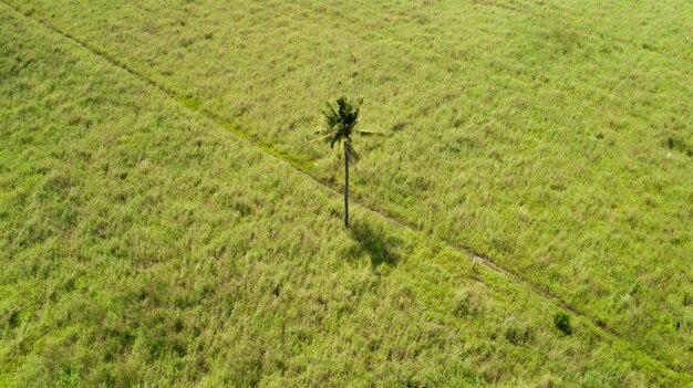 Enkele palmboom in het midden van een vlak veld op een eiland