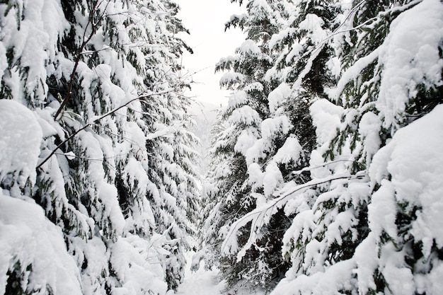 Enorme pijnbomen bos bedekt met sneeuw Majestueuze winterlandschappen