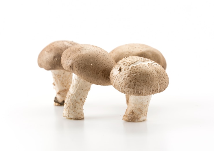 Gratis Foto eringii champignon