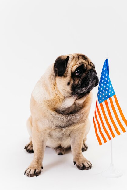 Ernstige volwassen pug hond en Amerikaanse vlag