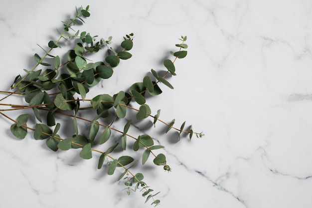 Gratis foto eucalyptusplant op tafelbladaanzicht