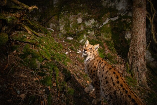 Euraziatische lynx die zijn plek 's nachts markeert