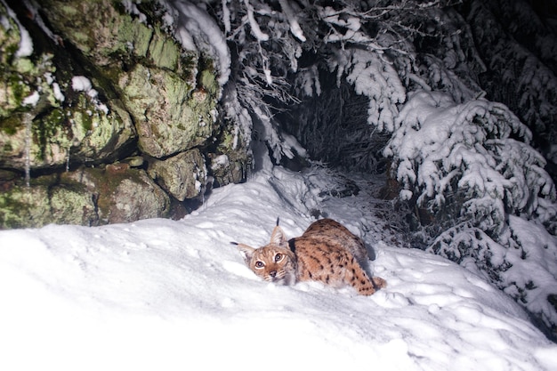 Euraziatische lynx die zijn plek 's nachts markeert