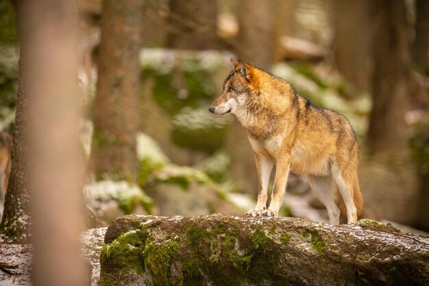 Euraziatische wolf in witte winterhabitat. Prachtig winterbos. Wilde dieren in de natuuromgeving. Europees bosdier. Canis lupus lupus.