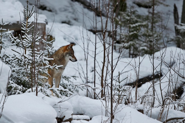 Euraziatische wolf in witte winterhabitat Prachtig winterbos