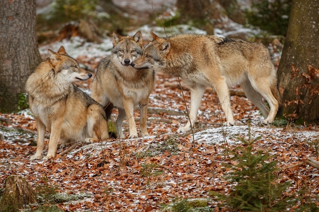Euraziatische wolf staat in de natuurhabitat in het Beierse woud