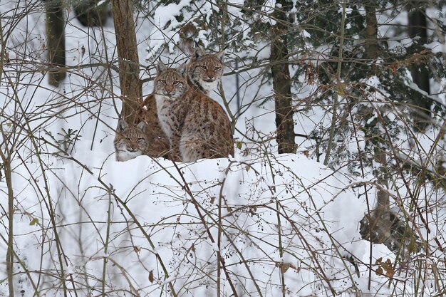 Europees-Aziatische lynx in het Beierse nationale park in Oost-Duitsland