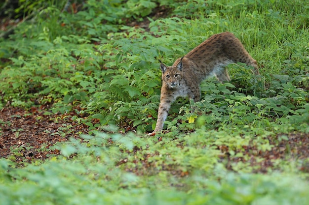 Europees-Aziatische lynx van aangezicht tot aangezicht in het Beierse nationale park in Oost-Duitsland