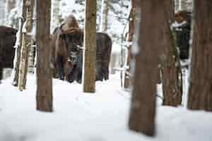 Gratis foto europese bizon in het prachtige witte bos tijdens de winter bison bonasus