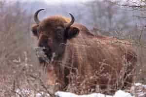 Gratis foto europese bizon in het prachtige witte bos tijdens de winter bison bonasus