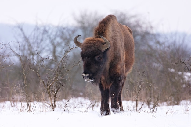 Europese bizon in het prachtige witte bos tijdens de winter bison bonasus