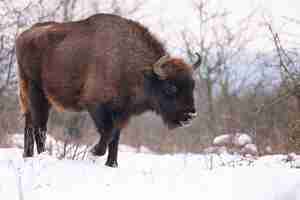 Gratis foto europese bizon in het prachtige witte bos tijdens de winter bison bonasus