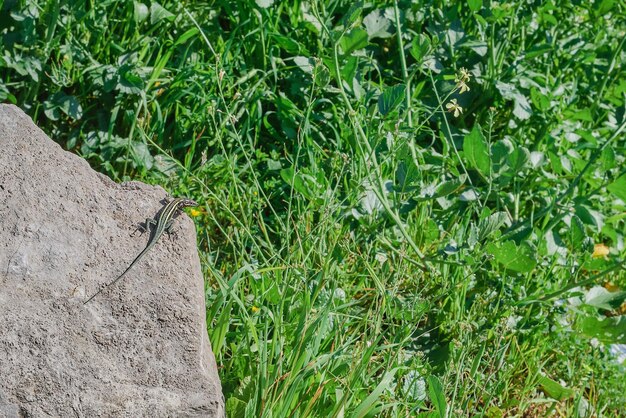 Europese groene hagedis koesterend in de zon bovenop een overdekte steen tegen een groene lenteweide natuurlijke achtergrond