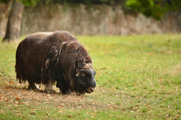 Europese muskox in de prachtige weide