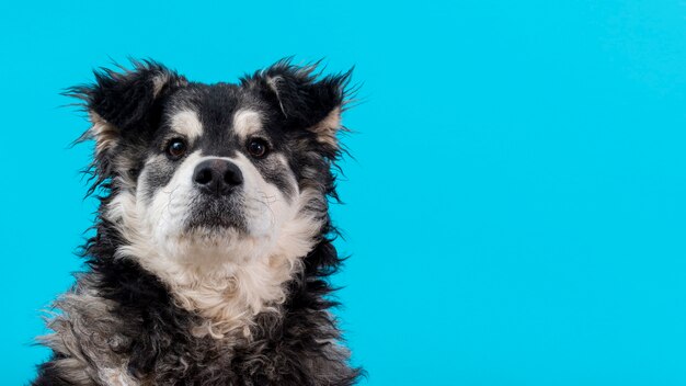 Exemplaar-ruimte harige hond op blauwe achtergrond