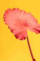 Gratis foto exotisch roze blad met geel stilleven als achtergrond