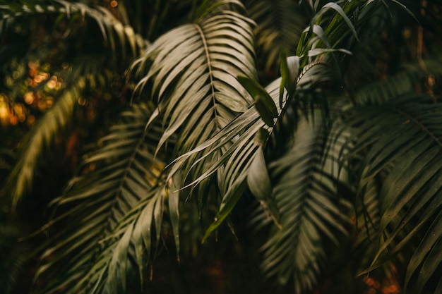 Exotische groene bladeren