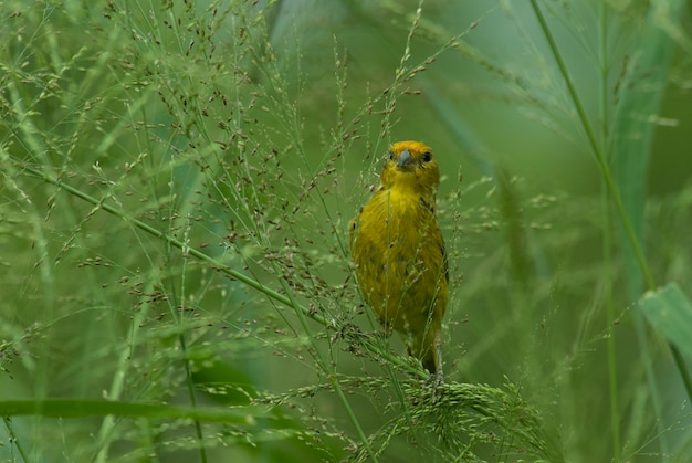 Gratis foto exotische vogel op een boomtak