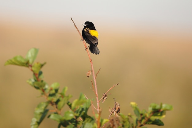 Gratis foto exotische zwarte vogel zittend op een kleine tak